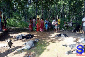 उदयपुरका वाख्रामा अज्ञात रोगः एकैपटक १० खसी मरे, रोग फैलने डरले गाउँमा सन्त्रास