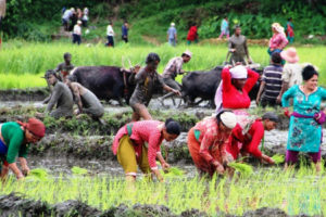 भोजपुरमा ८० प्रतिशत रोपाइँ सकियो