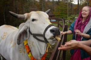 तिहारको चौथो दिन गाई, गोरु र गोवर्द्धन पूजा गरेर मनाईदै