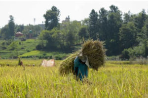 दुई सय बिघा क्षेत्रफलमा लगाइएको धान बालीमा क्षति 