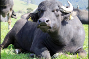 साैरहामा भैँसी विज्ञको पहिलो अन्तरराष्ट्रिय सम्मेलन