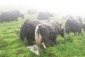 उच्च हिमाली तथा पहाडी क्षेत्रमा चिसो बढेपछि चौँरी गोठ बेँसीतर्फ झर्नथाले