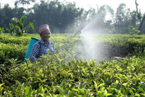 माक्स र चस्माको प्रयोग विनानै विषादीसँग खेल्छन् चिया बगानका मजदुर