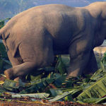 झापामा जंगली हात्तीले आक्रमण गर्दा एक जनाको मृत्यु