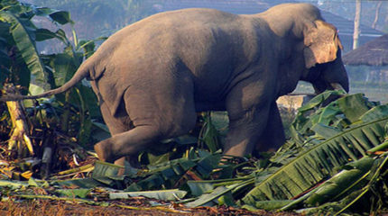 झापामा जंगली हात्तीले आक्रमण गर्दा एक जनाको मृत्यु