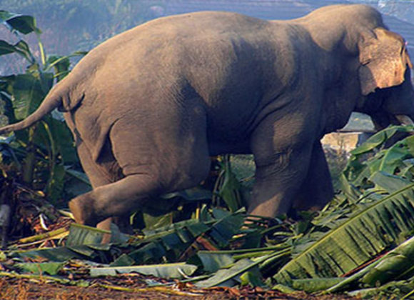 झापामा जंगली हात्तीले आक्रमण गर्दा एक जनाको मृत्यु