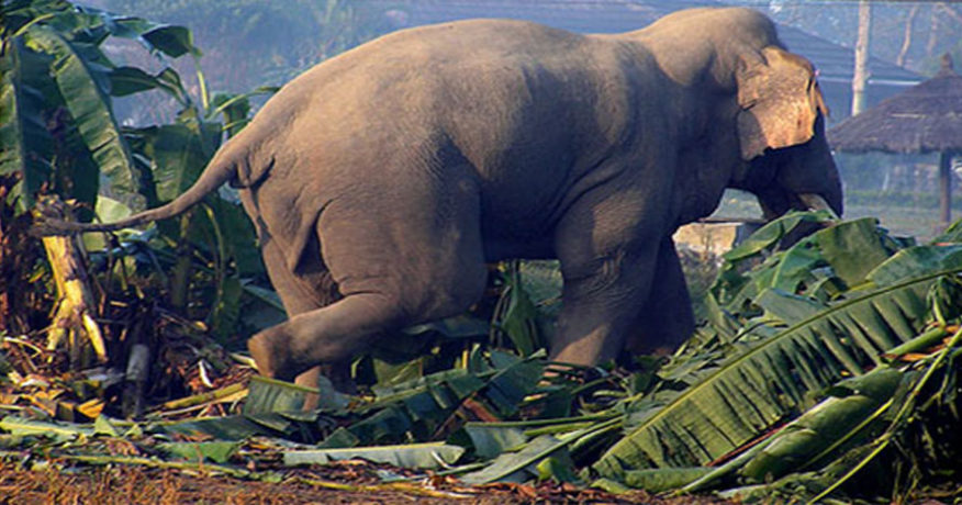 झापामा जंगली हात्तीले आक्रमण गर्दा एक जनाको मृत्यु