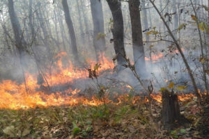 कोशी प्रदेशसहित देशभर १० महिनामा डढेलोका ५ हजारभन्दा बढी घटना