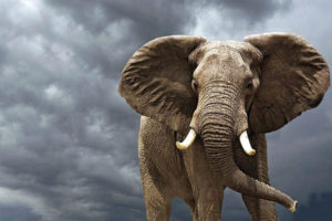 हात्ती र मानिसबीच यतिधेरै समानता,के हात्ती र मानिस सँगै बाँच्न सक्दैनन्?