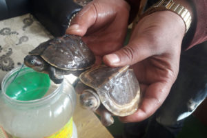 काभ्रेबाट कछुवा तस्करीमा संलग्न एक पक्राउ