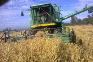 धान काट्ने मेसिन भित्रिएसँगै झापाका किसानलाई हट्यो खेताला खोज्ने झन्झट