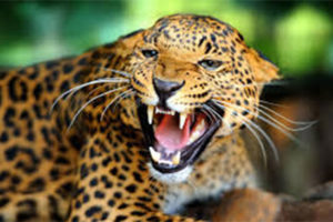 खोटाङमा चितुवा आतंक: दर्जनौँ खसीबाख्रा मारिए