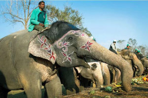 सौराहामा हात्ती महोत्सव सुरु