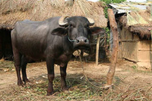 किसानलाई गाई-भैँसी सुत्केरी भत्ता