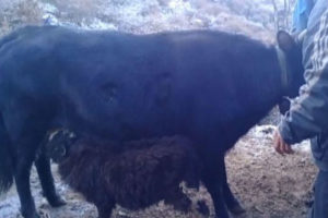 इलाम र पाँचथरमा लोप हुँदै चौँरीपालन व्यवसाय