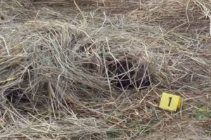 बारामा एक दम्पतीको बीभत्स हत्या