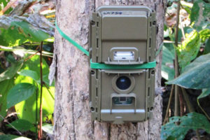 बाघ गणनामा प्रयोगभएका ६७ क्यामेरा हराए