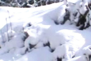 विभिन्न जिल्लामा हिमपात, भूकम्प प्रभावितको जनजीवन कष्टकर