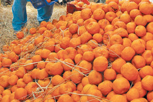 एउटै वडामा सुन्तलाबाट तीन करोड आम्दानी