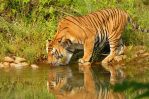 दुर्लभ पाटेबाघको संख्या दोब्बर हुन सक्ने