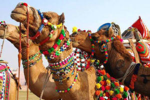 राजस्थानी ऊँट महोत्सवको आकर्षण