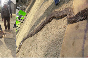 संरक्षित वनबाट १७ फिट लामो घाइते अजिङ्गरको उद्धार