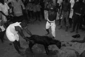 थारु बस्तीमा पूजामा पशुपक्षी बलि दिन निषेध