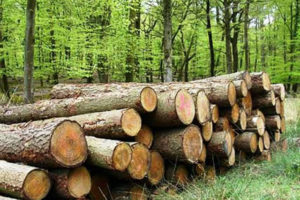 अतिक्रमणको चपेटामा वन क्षेत्र: सरकारी निकायको लापरबाही