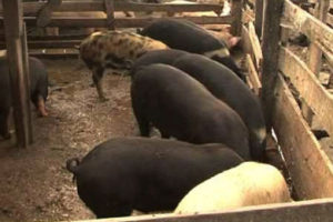 बंगुरबाट राम्रो आम्दानी