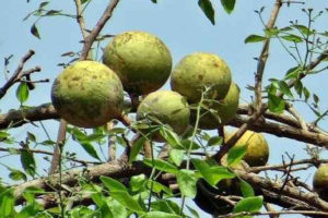 बहुगुणी बेल जंगलमा खेर जाँदै