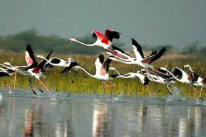 चरा गणना: छ प्रजातिका चरा घटे