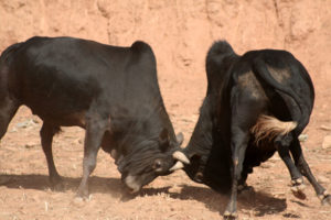 नुवाकोटको गोरुजात्रा माघ १ गते, २८ हल गोरु जुधाइँदै