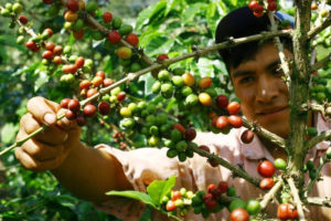 अन्नबाली छाडेर व्यावसायिक कफी खेतीतर्फ