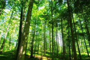 सूचना प्रविधिमार्फत वन व्यवस्थापन