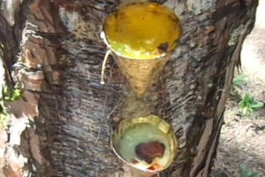 खोटो संकलन कार्यले वन विनाश