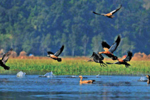 कोशीटप्पुमा चराको बासस्थान मासिँदै