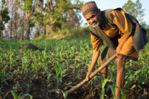 रैथाने बीउ तथा बाली लोप हुँदै