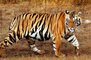 नवलपरासीमा बाघ गणना गरिने