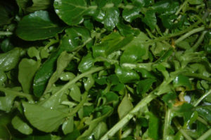 सीमसागको राजधानीका रुपमा परिचित जिरिखिम्ती