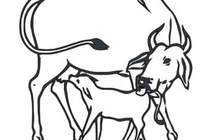 गाईको बाच्छीमात्रै जन्माउने प्रविधि प्रभावकारी बन्दै