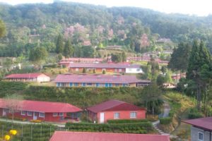 नेपाली ब्राण्डको चियाको अनुसन्धान शुरु