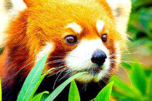 रेडपाण्डा संरक्षण गर्न ६८ लाख खर्च गरिने