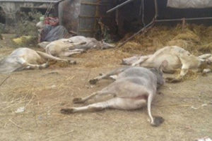 ट्रक पल्टिँदा २० गोरु मरे