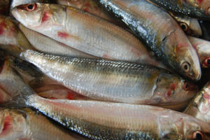 अध्ययन: ७० प्रतिशत ‘सामुद्रिक माछा’मा प्लाष्टिक