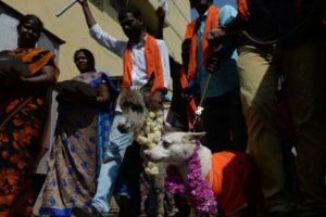 प्रणय दिवसको विरोध गर्दै गधा र कुकुरको बिहे