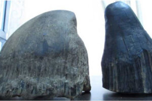 गैँडाको खागसहित दुई सैनिक पक्राउ