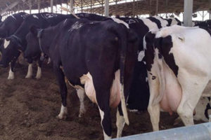 सहकारीले निःशुल्क दूध ढुवानी गरेपछि गाईपालनमा कृषकको आकर्षण