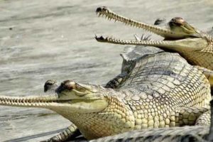 राप्ती र नारायणीमा देखिए दुई भाले घडियाल गोही