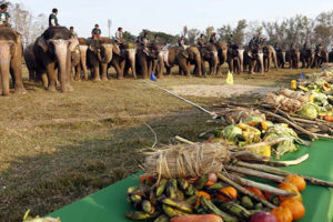 सौराहा महोत्सवमा हात्ती वनभोज कार्यक्रम थप आकर्षण