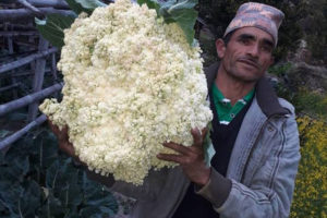 एउटै काउली साढे चौध किलोको